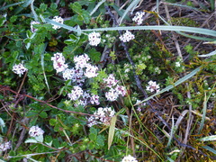 Pimelea alpina