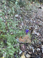 Salvia lycioides