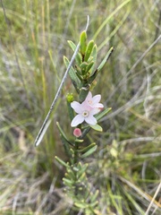 Philotheca queenslandica