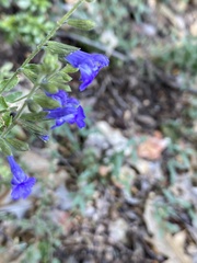 Salvia lycioides