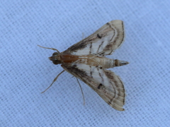 Marasmia