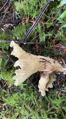 Cantharellus subalbidus