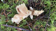Cantharellus subalbidus