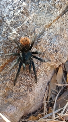 Aphonopelma madera