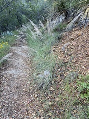 Muhlenbergia emersleyi