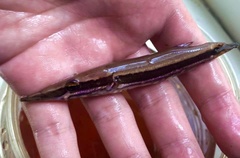 Luciocephalus pulcher