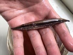 Luciocephalus pulcher