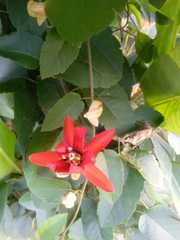 Coccinea