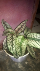 Goeppertia majestica