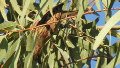 Passer domesticus