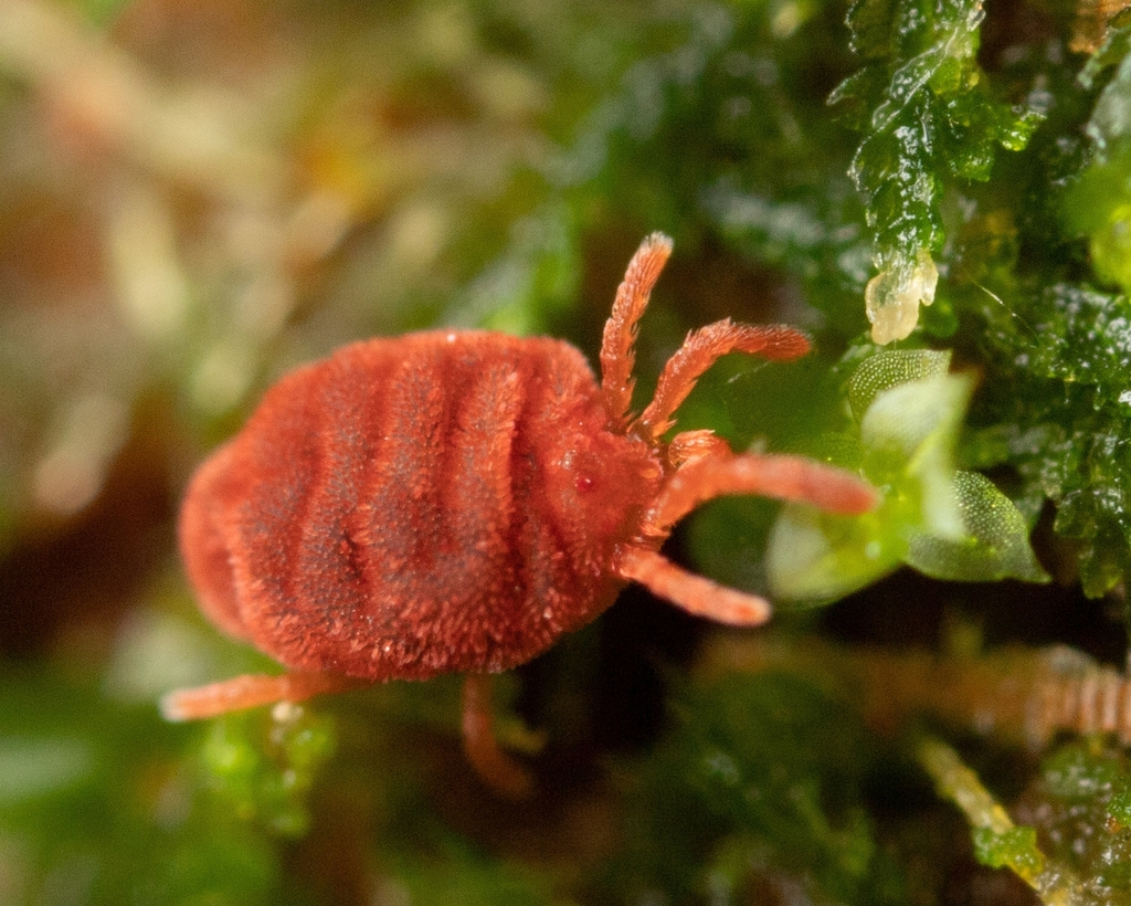 True Velvet Mites in October 2020 by mrmacro · iNaturalist