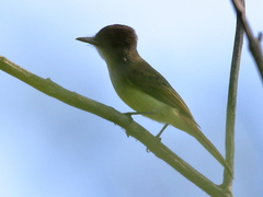 Myiarchus yucatanensis