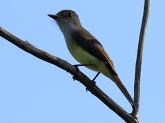 Myiarchus yucatanensis