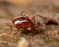 Pergamasus