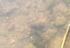 Thiaridae