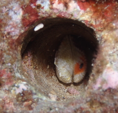 Acar plicata