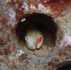 Acar plicata