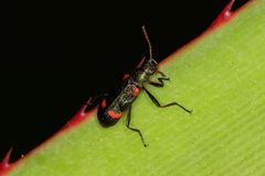 Strongylium humerale