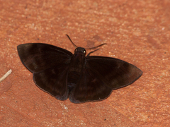 Aethilla echina coracina