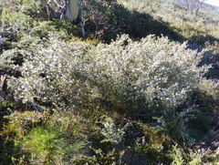 Nematolepis ovatifolia