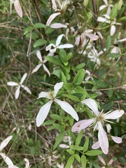 Clematis clitorioides