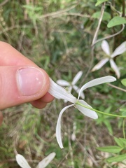 Clematis clitorioides