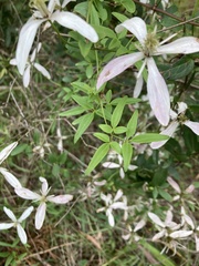 Clematis clitorioides