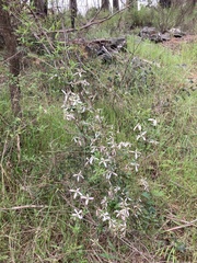 Clematis clitorioides