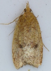 Sparganothoides machimiana