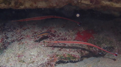 Dunckerocampus baldwini