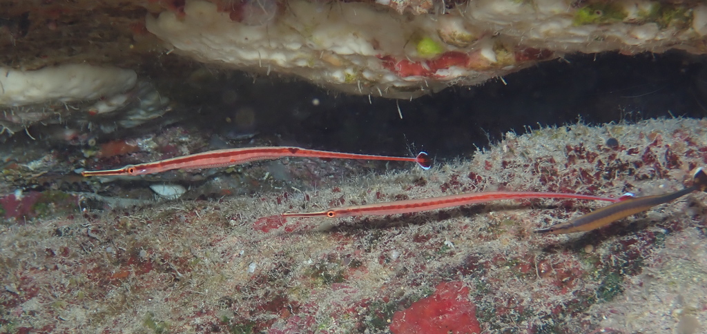 Redstripe pipefish (Dunckerocampus baldwini) — Syngnathidae