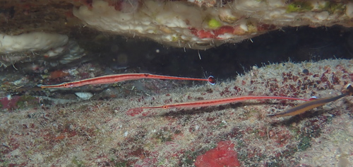 Redstripe pipefish (Dunckerocampus baldwini) — Syngnathidae
