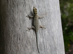 Lygodactylus mombasicus