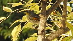 Setophaga coronata