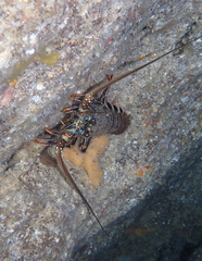 Panulirus penicillatus