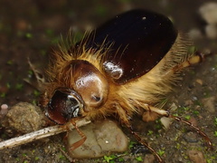 Phobetus comatus