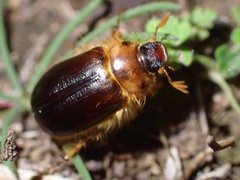 Phobetus comatus