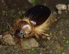 Phobetus comatus