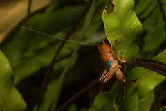 Eschatoceras