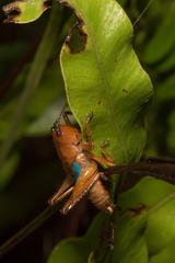 Eschatoceras