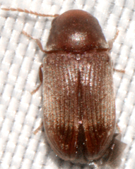 Xyletininae