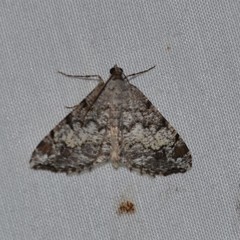 Macaria granitata