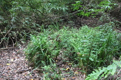 Carex phleoides