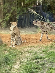 Acinonyx