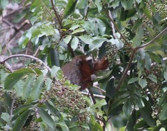 Plecturocebus ornatus