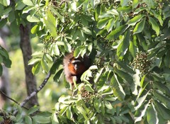 Plecturocebus ornatus