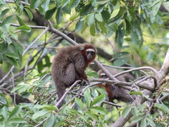 Plecturocebus ornatus