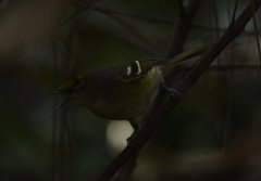 Vireo griseus image