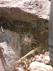 Mammillaria mercadensis