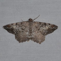 Macaria granitata